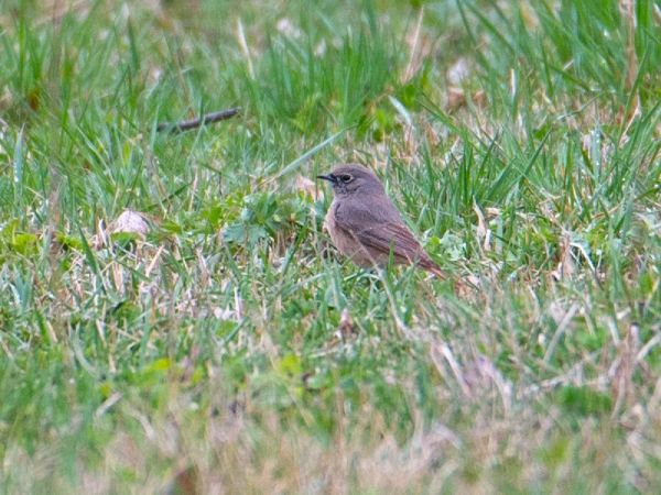 Hybride Rougequeue noir x à front blanc  - Daniela Heldner
